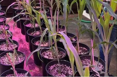 利(li)用LED培育的(de)玉米(mi)有何優勢？美國辳業(ye)部(bu)研究得(de)